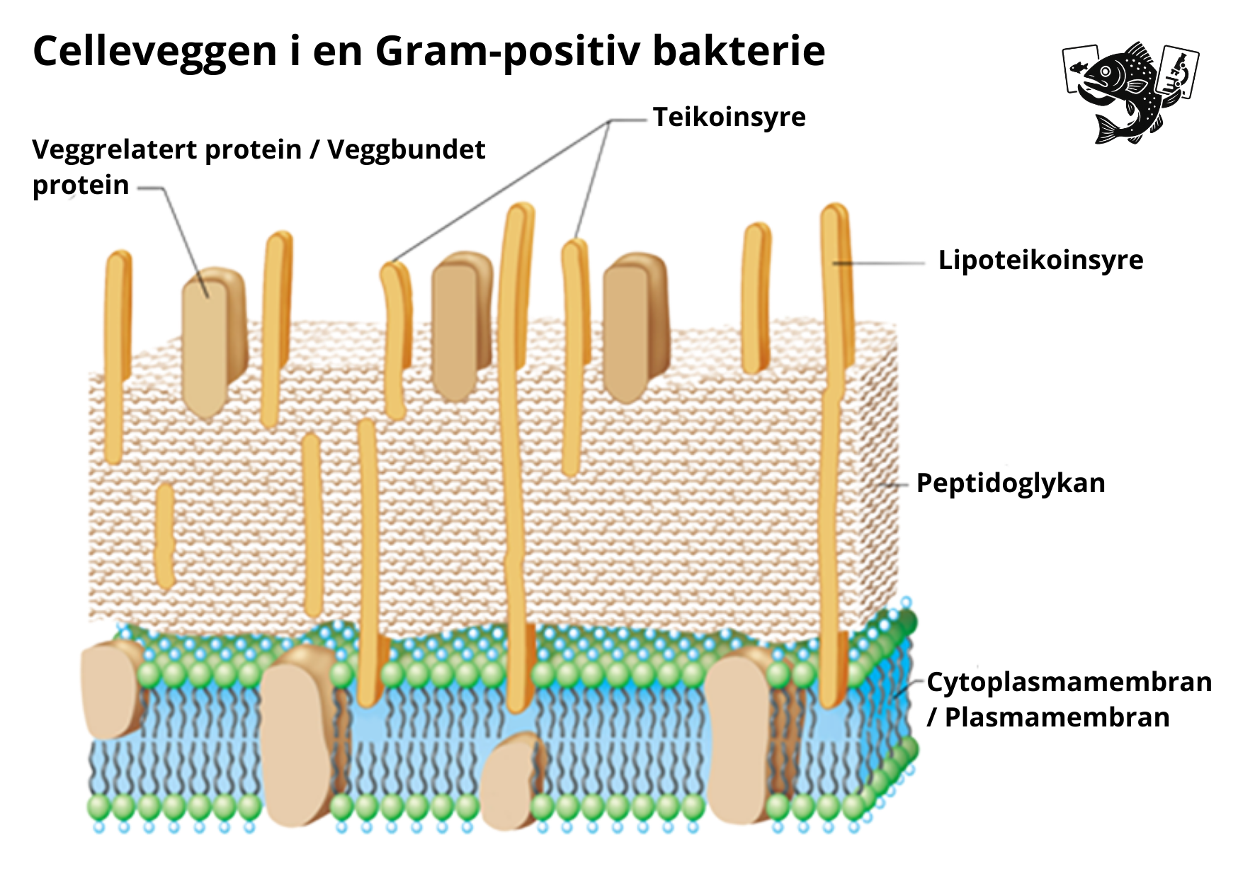 Gram-positiv bakterie cellevegg